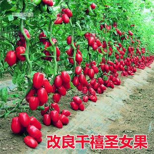 改良千禧瀑布番茄四季 圣女果春季 盆栽蔬菜种孑 小西红柿种子籽苗季