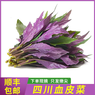四川血皮菜新鲜紫背菜紫贝菜观音菜雪皮菜蔬菜野菜 可发顺丰