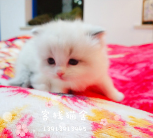 布偶猫小幼崽 仙女猫长毛猫 南京猫店宠物猫 客栈猫舍实体店