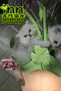 南京猫店 长毛猫宠物猫 银色渐层波斯猫 南京客栈猫舍 赛级金吉拉