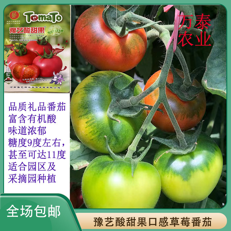11度铁皮柿子 番茄种子豫艺酸甜果西红柿种苗礼品草莓番茄糖度9