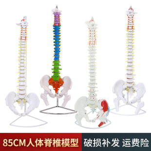 1成人正骨练习脊椎颈椎腰椎人体骨骼骨架模型 80CM人体脊柱模型1
