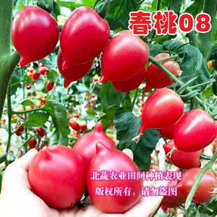 春桃小番茄种子超甜心形西红柿粉盆栽粉红桃形柿子圣女果种籽四季
