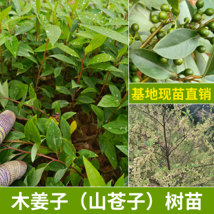 木姜子树苗改良高产山苍子山胡椒香料树大果榨油调料公花母果品种