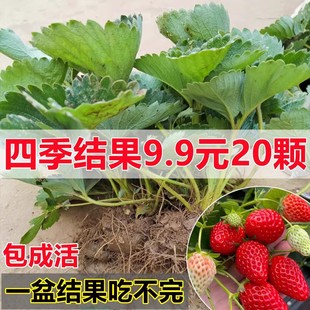 草莓苗盆栽带土奶油草莓秧苗食用南北方阳台庭院种植当年结果 四季