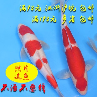 纯种红白锦鲤活体冷水鱼观赏鱼宠物鱼日本进口淡水鱼 包邮 费 免包装