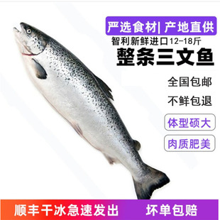 包邮 智利进口冷冻三文鱼整条大西洋鲑鱼三文鱼刺身生鱼片即食海鲜