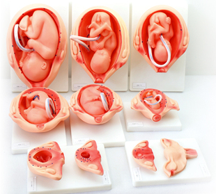 计划生育 ENOVO颐诺妊娠胚胎发育模型胎儿发育过程模型10部件版