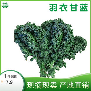 勤励园新鲜羽衣甘蓝1斤蔬菜kale健康食品西餐沙拉配菜食材榨汁用