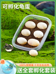 草龟巴西花龟蛋龟受精蛋活体适合小孩子家养观赏 乌龟蛋可孵化套装