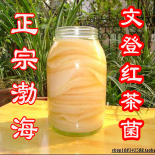 渤海产地家用 红茶菌饮料海宝菌红茶菌太岁正品 胃宝菌种红茶菌活