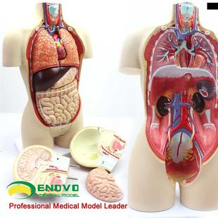 新款 ENOVO颐诺版 内脏 中型医学人体器官解剖模型青少年男女双B性版