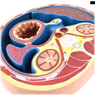 .ENOVO颐诺h人体腹部断面模型平网膜网膜囊孔结构解剖标本CTM 新款