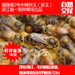 福赐德2号中蜂蜂王自然交尾2020年新蜂王土蜂种王抗病高产较耐寒