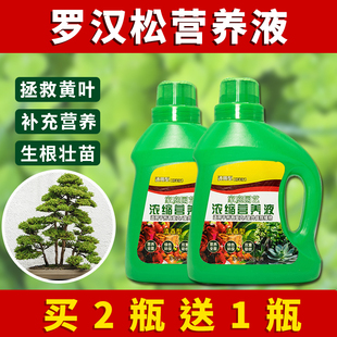 罗汉松营养液专用肥料罗汉松营养液花肥盆栽绿植水培植花卉通用型
