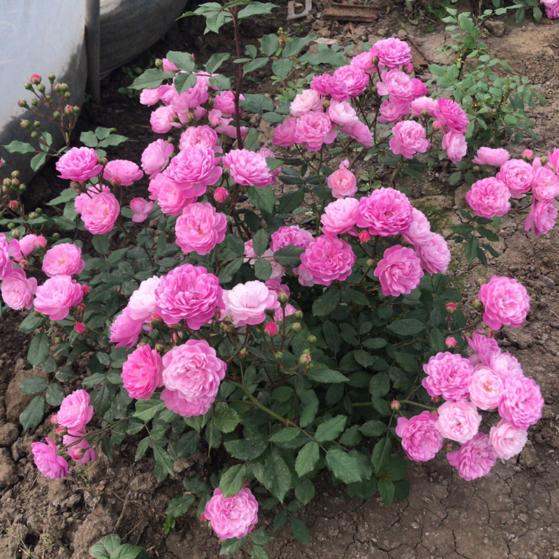 庭院花墙花苗盆栽庭院玫瑰粉紫色 葡萄园之歌爬藤月季 月季