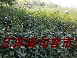 250g 2022江苏句容方山茶场新茶二批炒青无公害绿茶茶叶浓香特价