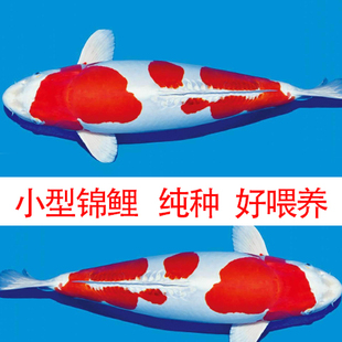 日本进口纯种可爱小锦鲤淡水鱼观赏鱼红白锦鲤活体