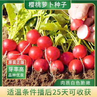 种植蔬菜籽种孑 水果樱桃萝卜种子老不糠501萝卜种籽阳台盆栽四季