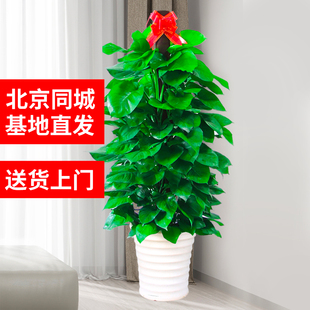 北京大绿萝盆栽绿植物绿箩大叶除甲醛花卉办公室内大型客厅发财树