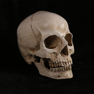 头骨美术教学人物写生仿真骷髅艺用解剖结构模型教具1比1头部骨骼