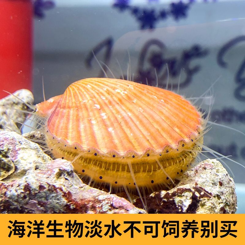 海湾扇贝鲜活繁殖海水缸观赏扇贝小丑鱼海葵除藻螺净水除藻海水养