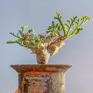 ceratophyllum 一物一拍 多肉植物 Pelargonium 洋葵 沉香鹿角