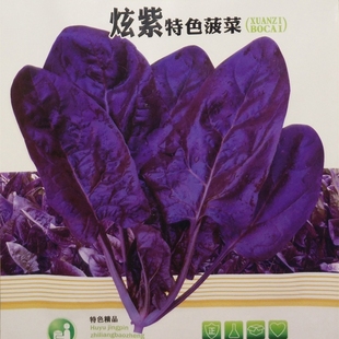 紫色菠菜种籽 富含花青素味道超好菠菜种子四季 种 播 蔬菜种孑秋季