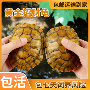乌龟活物巴西龟活物情侣黄金龟宠物龟观赏龟大乌龟活体小乌龟龟苗
