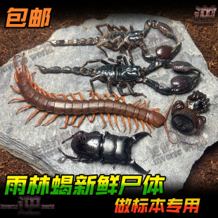 蝎子不是活体 雨林蝎蜘蛛甲虫冰冻新鲜尸体做标本