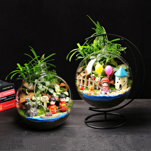 16cm顶口苔藓微景观生态吊瓶DIY材料包桌面迷你绿植物花卉小盆栽