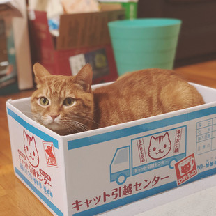 猫咪纸盒房子猫窝纸箱 猫抓板窝瓦楞纸磨爪器磨爪板猫爪板 猫纸箱
