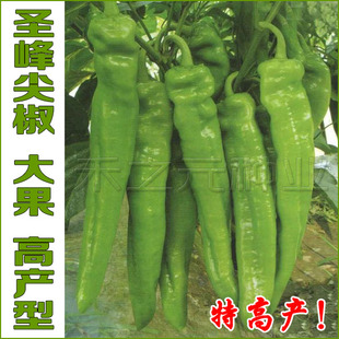 日本辣椒种子蔬菜辣椒种籽巨型四季 寿光春夏秋冬季 种业 禾之元