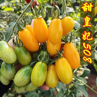 苗子西红 四季 甜皇妃508圣女果番茄超甜樱桃番茄种子盆栽阳台春季