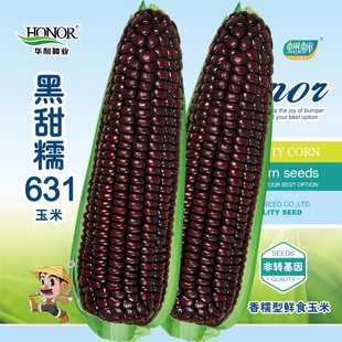大田春夏蔬菜种孑非转基因 黑甜糯631黑糯玉米种子紫玉米种籽四季