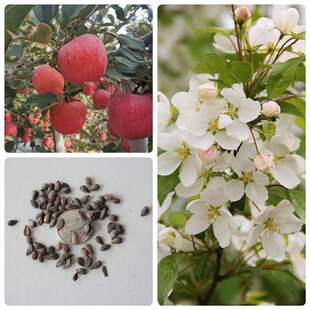 种子室内盆栽 播水果种子苹果树 林木种子苹果种子四季