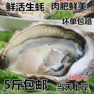 海鲜鲜活新鲜生蚝大个生蚝带壳牡蛎海蛎子海捕大生蚝海蛎即食烧烤