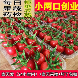 包邮 山东千禧小番茄5斤特大超甜圣女果釜山88樱桃小番茄蔬菜农家