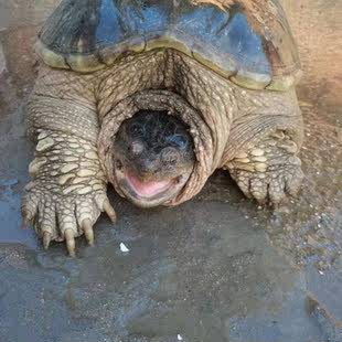 北美鳄龟大鳄龟食用鳄龟活物食用龟大龟佛罗里达鳄龟肉龟食用霸气