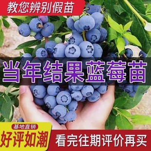 大果蓝莓树苗盆栽地栽果树苗蓝莓南北方种植阳台庭院种植当年结果