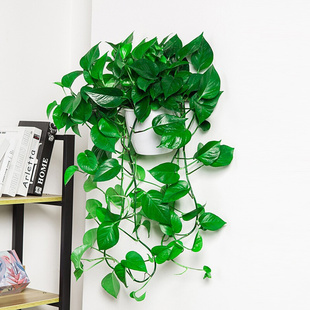 壁挂大叶长藤绿萝室内垂吊植物吸甲醛挂墙客厅好养活爬藤盆栽