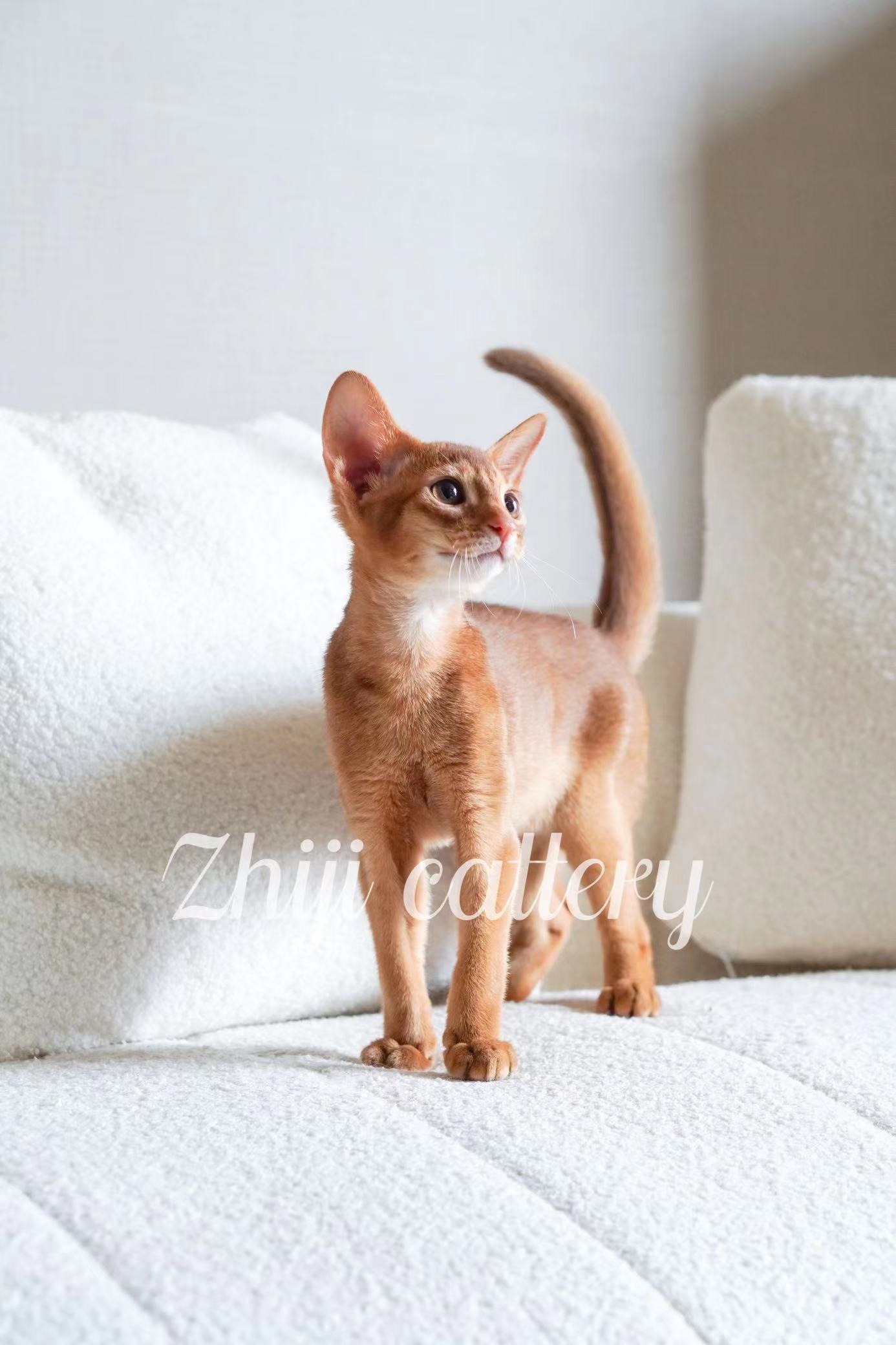 纯种阿比西尼亚猫活幼体宠物猫阿比埃及法老猫咪幼猫小鹿色红