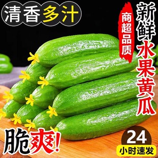 水果蔬菜小黄瓜精品无刺脆甜嫩黄瓜新鲜疏菜5斤 现摘现发正宗当季