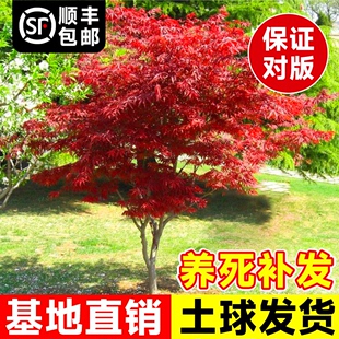 绿化植物盆栽 红枫树苗日本红舞姬中国红枫黄金枫室外庭院耐寒四季
