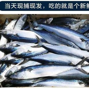 新鲜速冻 马鲛鱼 新鲜鲅鱼5斤发货 3.8 包邮 4斤顺丰 10条净鱼