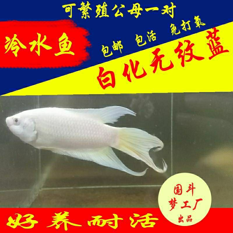 中国斗鱼白化无纹蓝活体活鱼淡水冷水观赏鱼小型金鱼苗好养免打氧