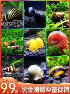 观赏螺淡水蜗牛宠物除藻螺马来黑金刚螺黄金杀手紫纹斑马螺苹果螺