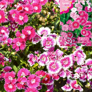 易活开花不断红紫色庭院室外阳台盆栽耐寒 五彩石竹花种子籽孑四季