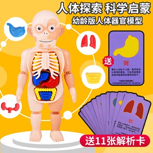 躯干儿童科教玩具 人体结构模型医学仿真内脏解剖器官3d可拆卸拼装