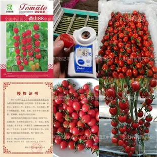 釜山88番茄种子88小柿子种子釜山玲珑小柿子种子厂家指定授权经销